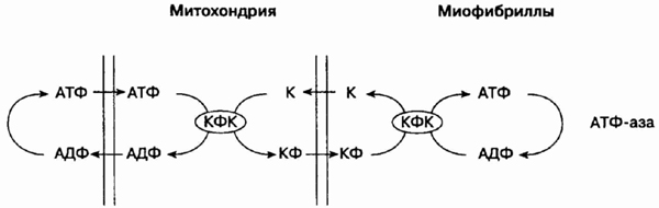 Преобразование энергии атф в энергию глюкозы. Креатинфосфатный челночный механизм. Креатин челночный механизм. Челночный механизм креатинфосфат. Креатинфосфатный челнок.