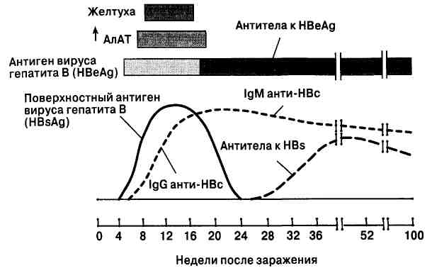 Гепатит б график